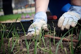 Best Home Garden Suggestions