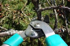 Pruning