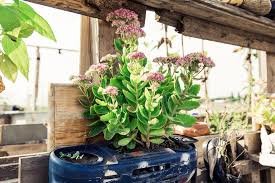 General Category Tips For Your Garden